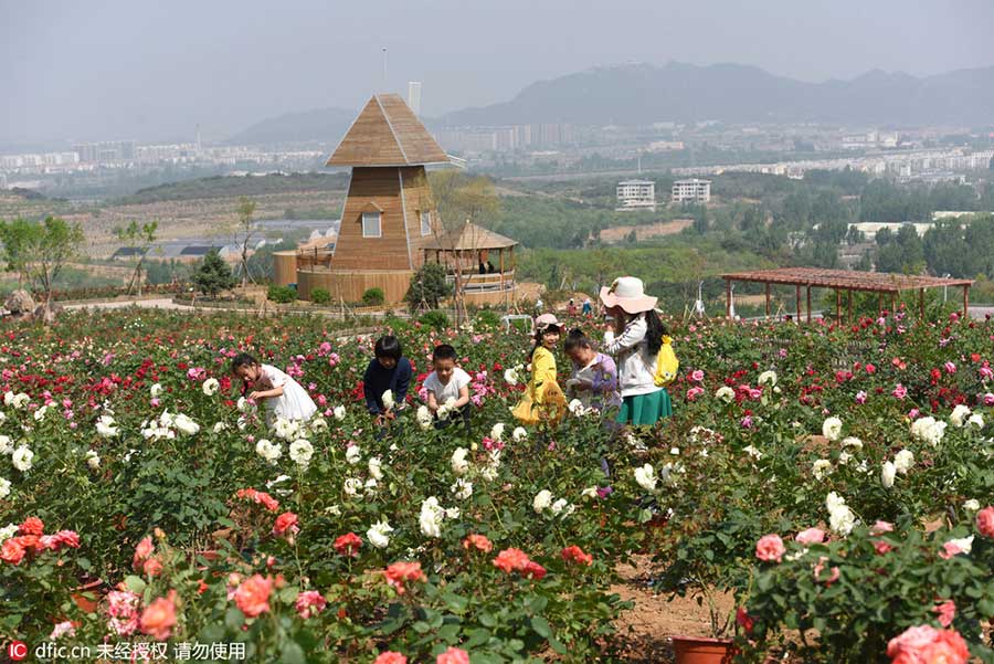 Rose garden opens to visitors in Beijing suburbs