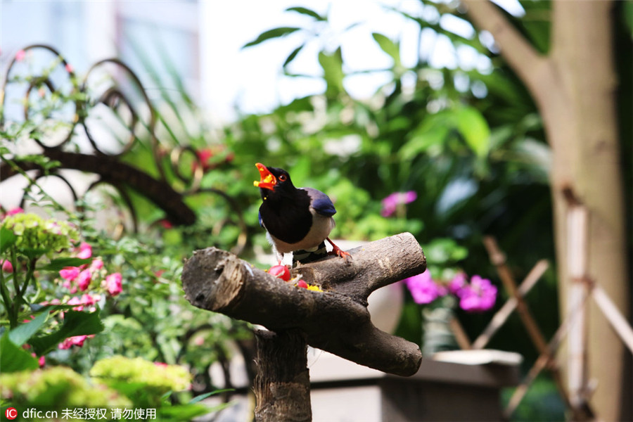 Shutterbug turns home into bird photo studio