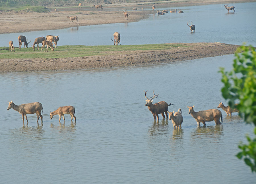 Elks well protected in Dafeng