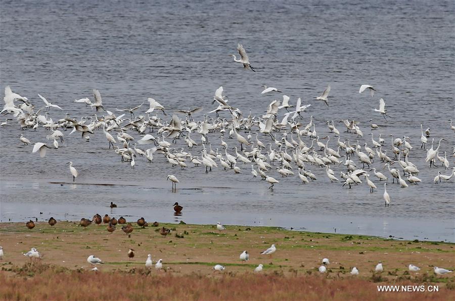 Flocks of egret fledglings seen at wetland in Qinhuangdao