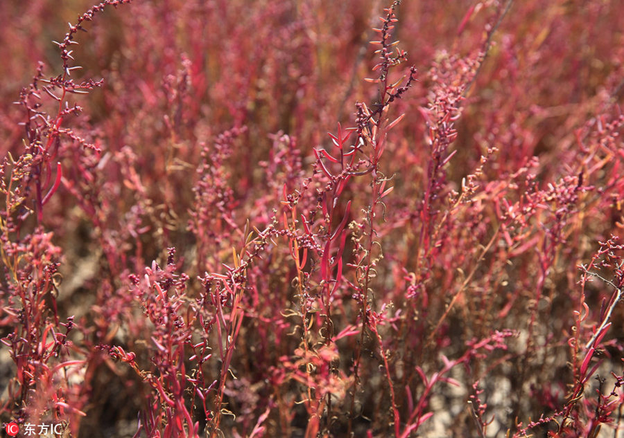 Red marshland a hit tourist attraction in Jiangsu