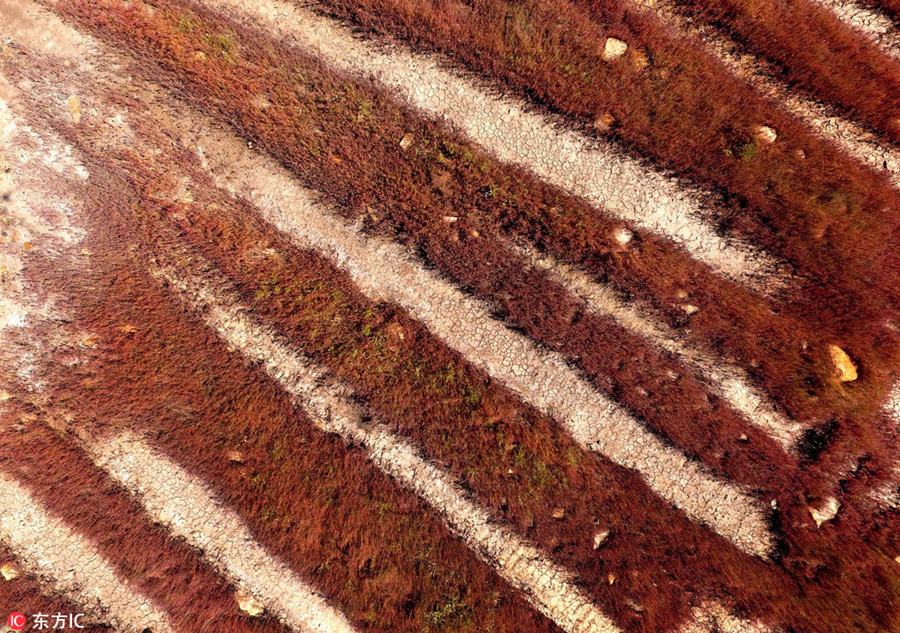 Red marshland a hit tourist attraction in Jiangsu