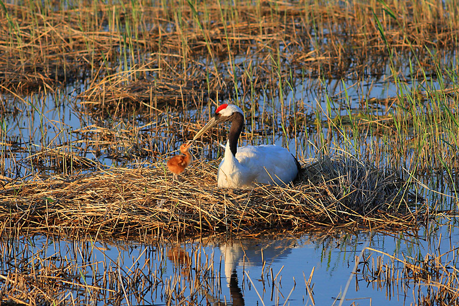 Xianghai Nature Reserve in Jilin ideal for nature lovers