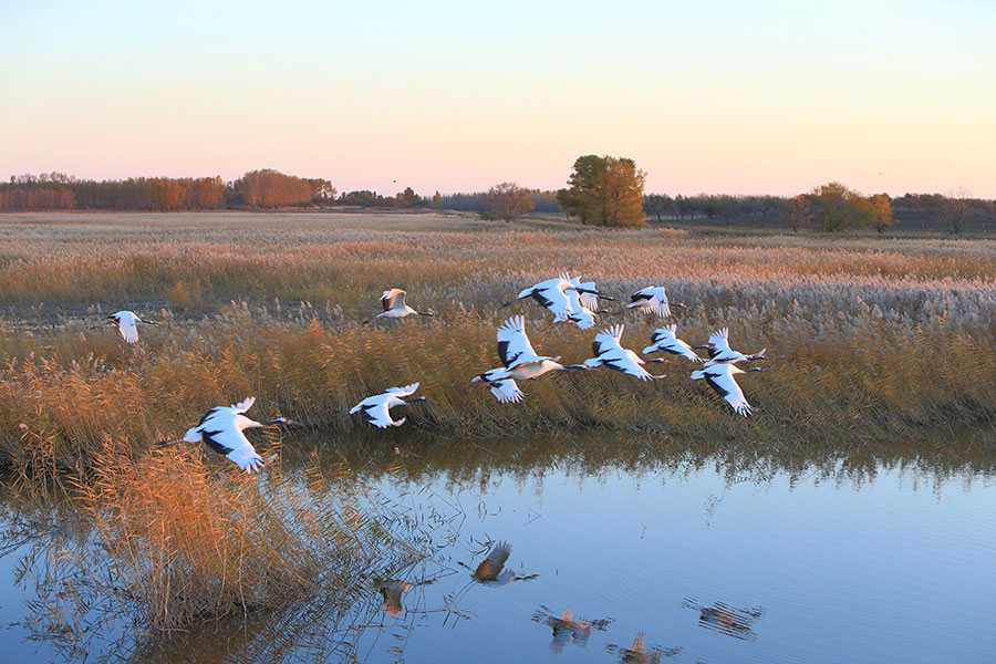 Xianghai Nature Reserve in Jilin ideal for nature lovers