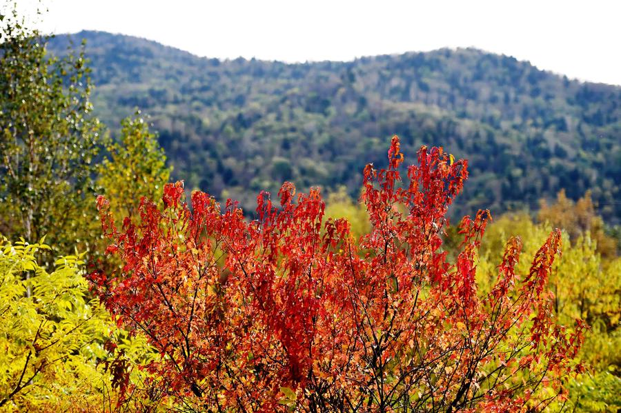 Autumn scenery in Yichun, Heilongjiang province