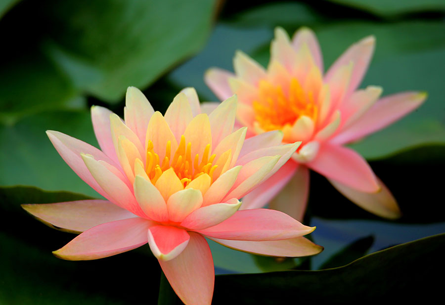 Gorgeous water lilies bloom in Anhui province