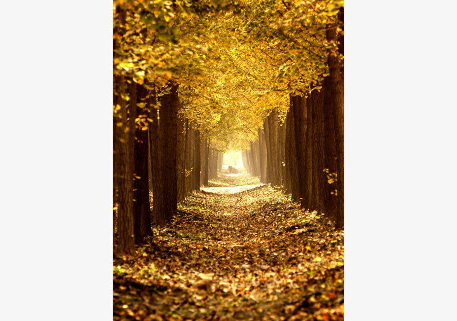 Picturesque golden foliage in Beijing suburb