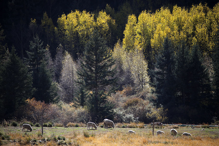 Autumn beauty at the foot of Qilian Mountains