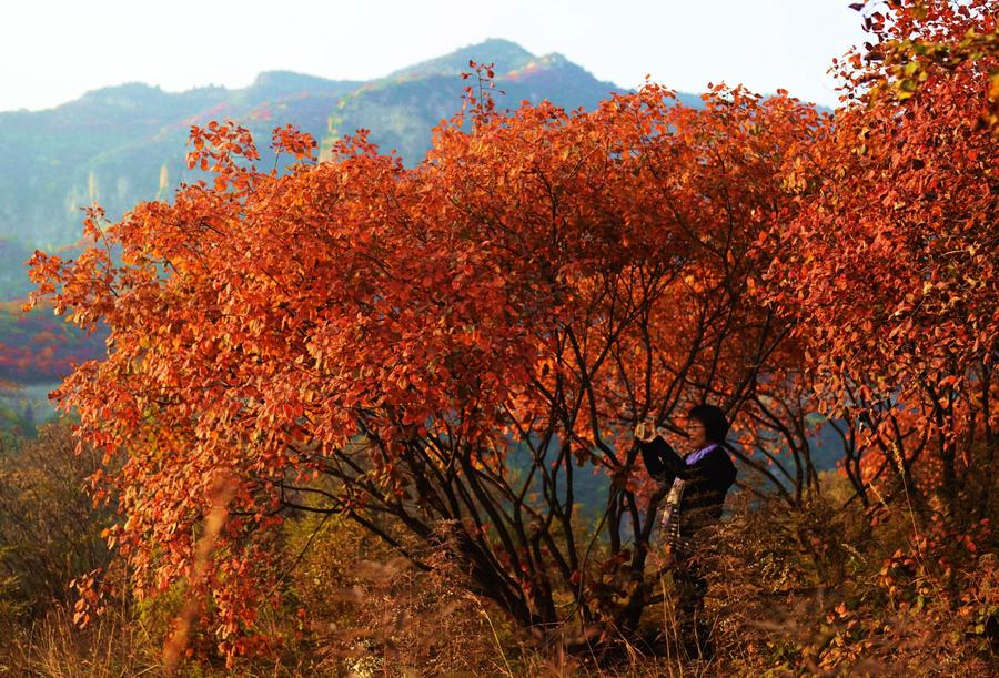 Scenery of red autumn leaves in Shijiazhuang