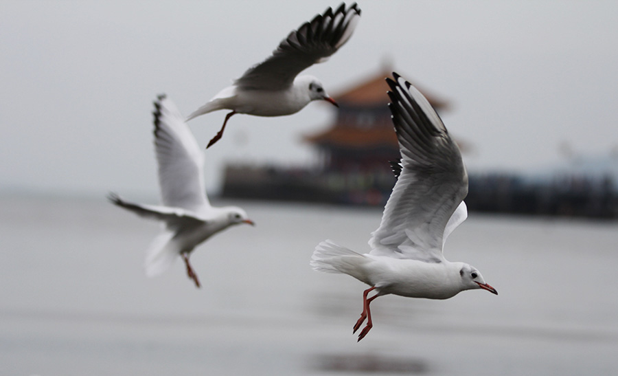 Seagulls in Qingdao draw out visitors