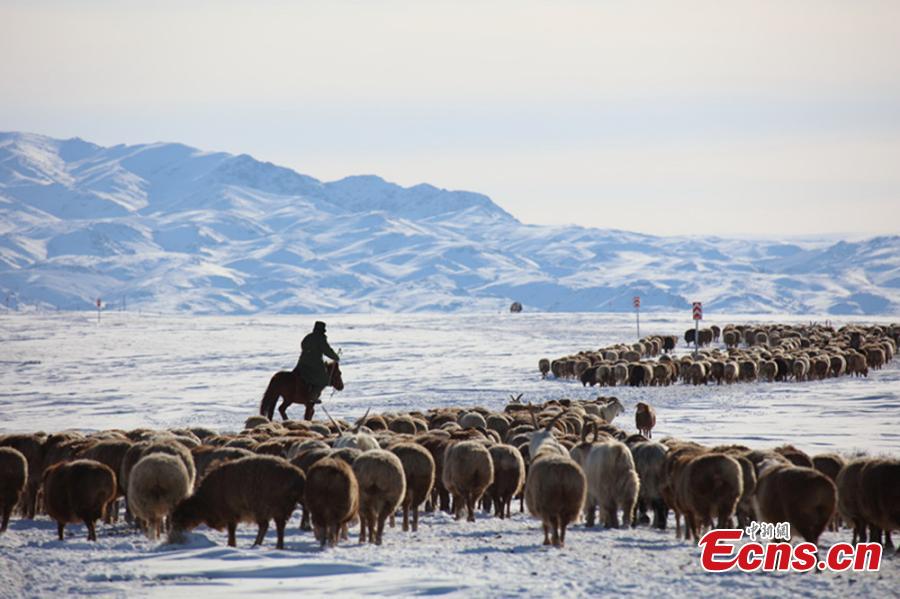 Winter's livestock migration in Xinjiang