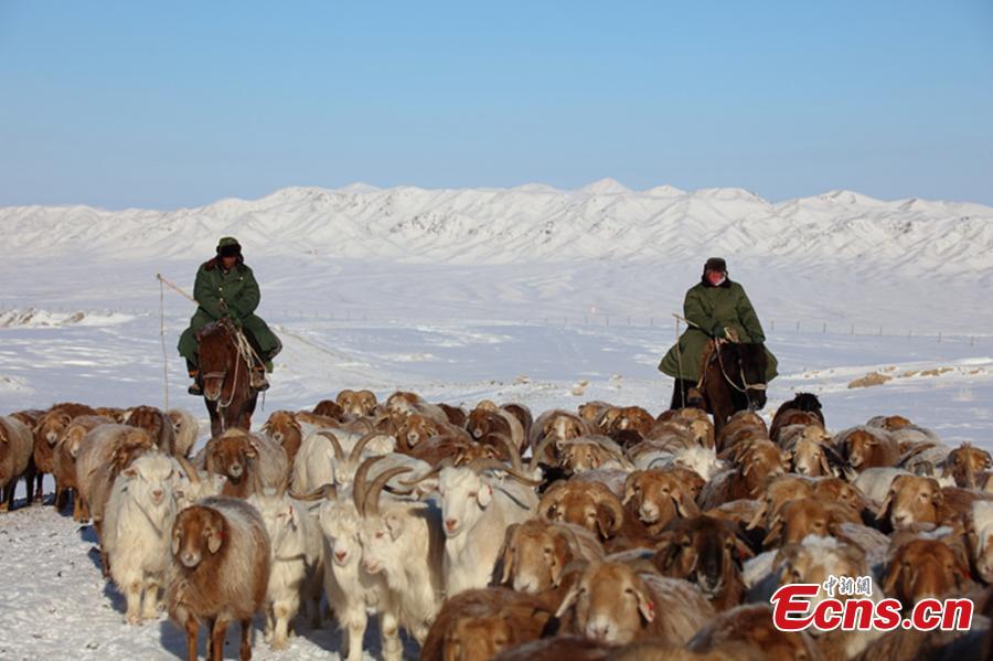 Winter's livestock migration in Xinjiang