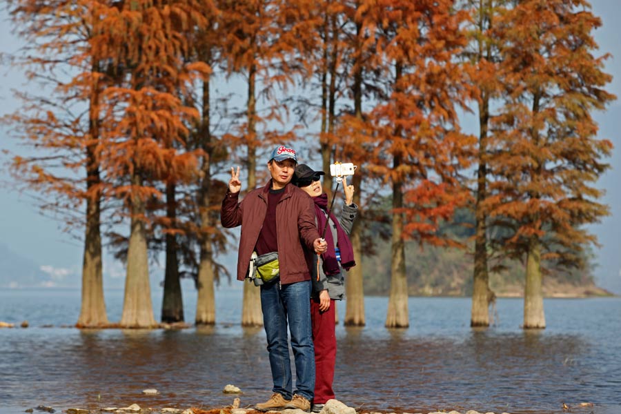 Siming Lake redwoods a popular sight