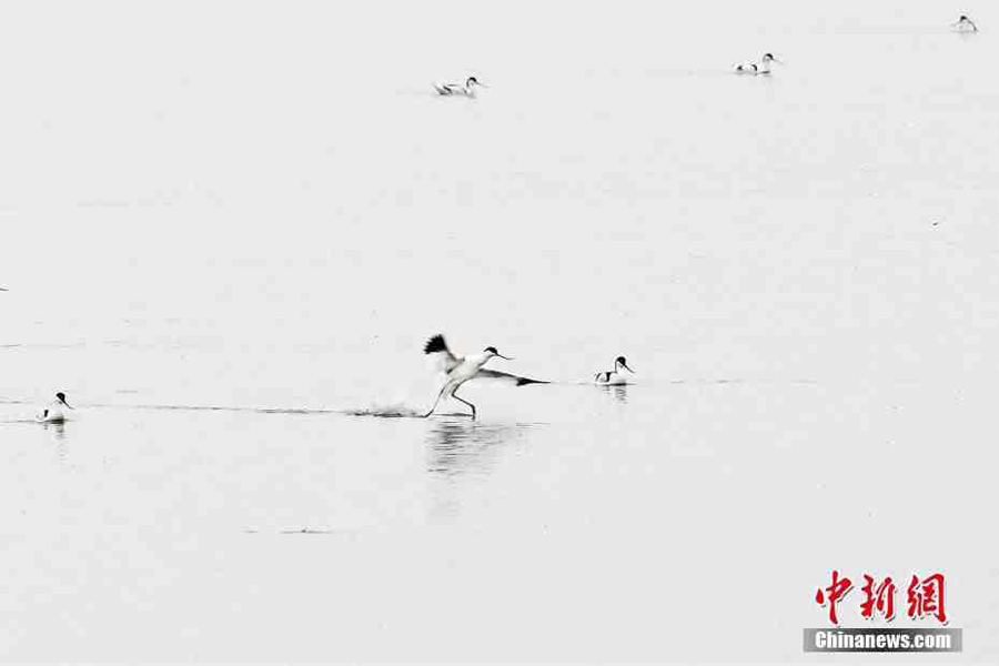 Migratory birds gather in Hunan