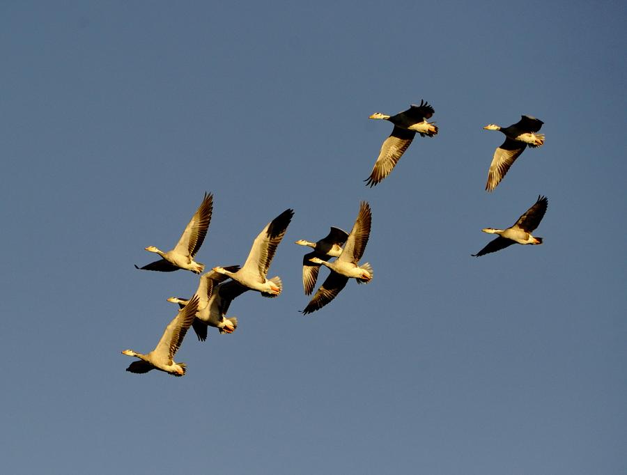 Water birds seen at Lalu wetland in Lhasa