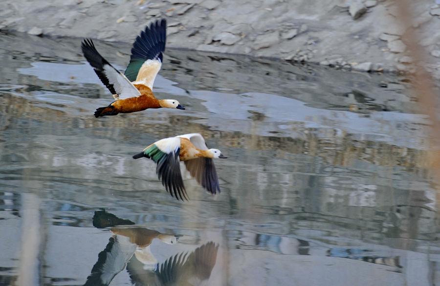 Water birds seen at Lalu wetland in Lhasa