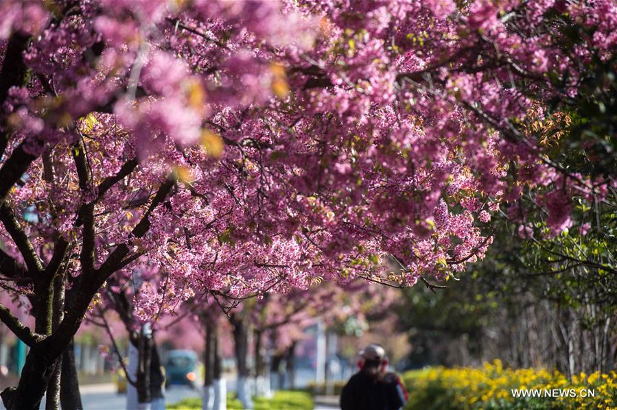 Scenery of winter cherry blossoms in China's Kunming