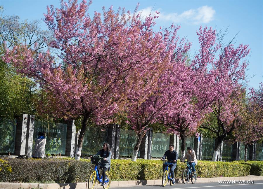 Scenery of winter cherry blossoms in China's Kunming