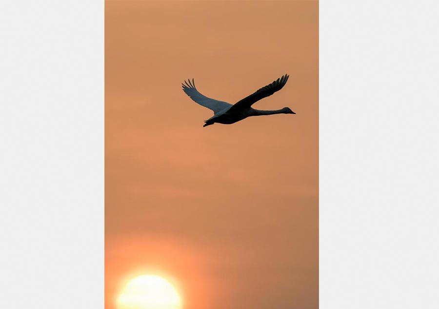 Migratory swans from Siberia spend winter in China's Henan