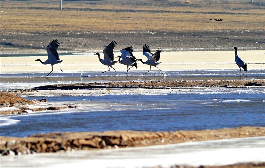 Black-necked cranes gambol on the Tibet Plateau