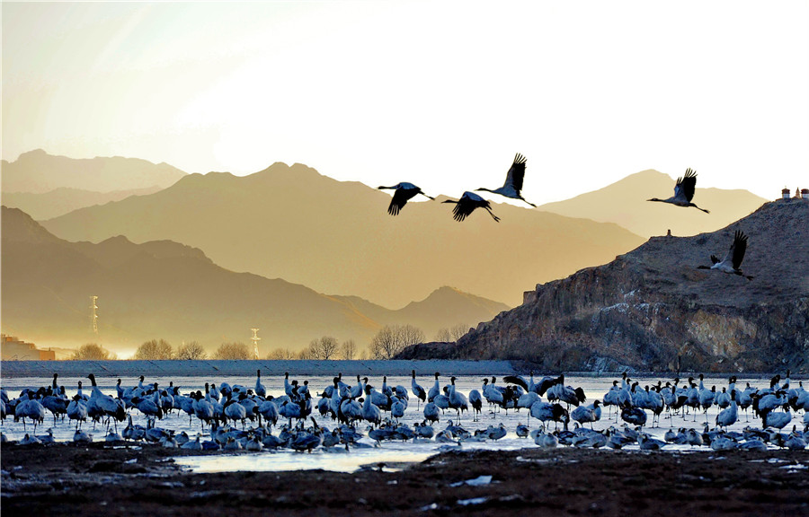 Black-necked cranes gambol on the Tibet Plateau