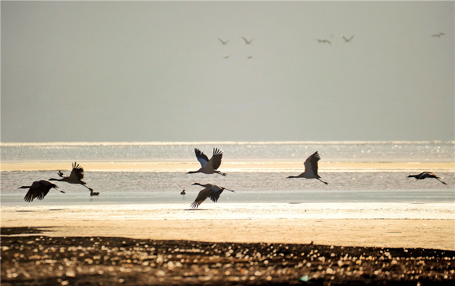 Black-necked cranes gambol on the Tibet Plateau