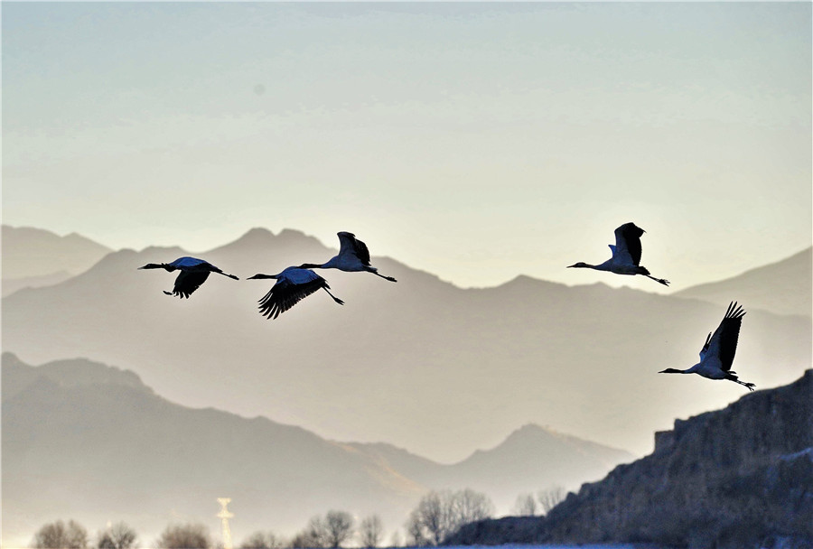 Black-necked cranes gambol on the Tibet Plateau