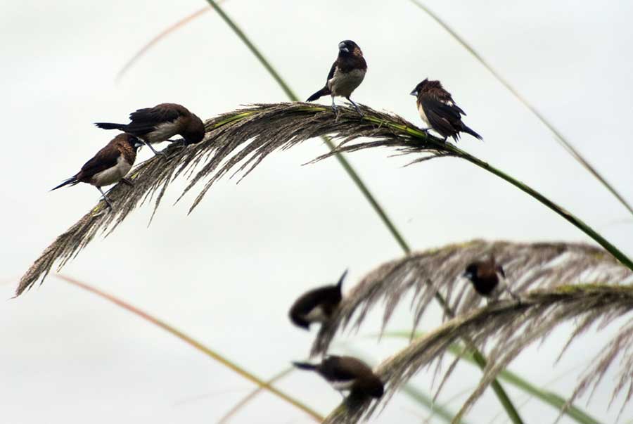 Lively sight of birds preying spotted in Qionghai, Hainan province