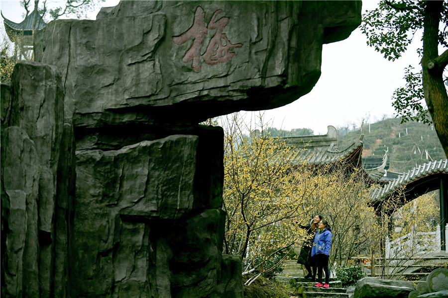 Scenery of wintersweets in full blossom in E China