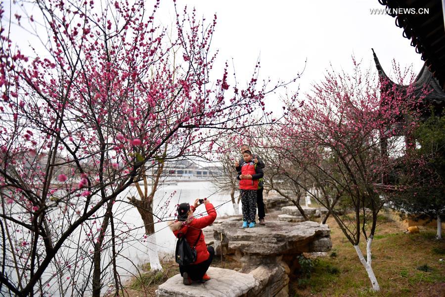 Plum trees in blossom in east China's Jiangxi