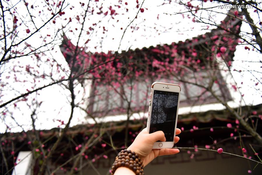 Plum trees in blossom in east China's Jiangxi