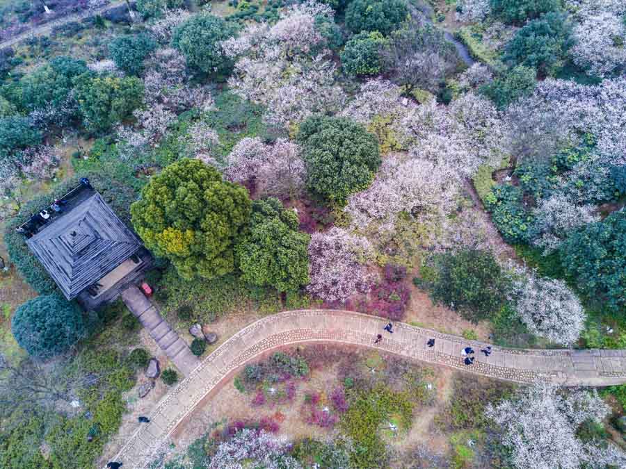 Plum blossoms seen in Hangzhou