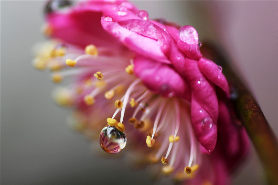 Blooming flowers bring promise of spring