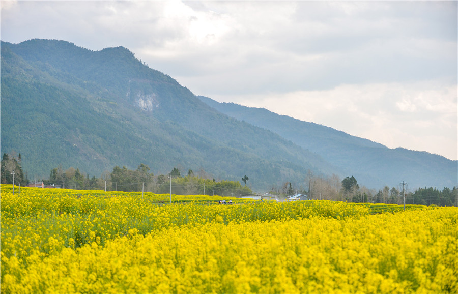 Spring flower festival brightens Yunnan village