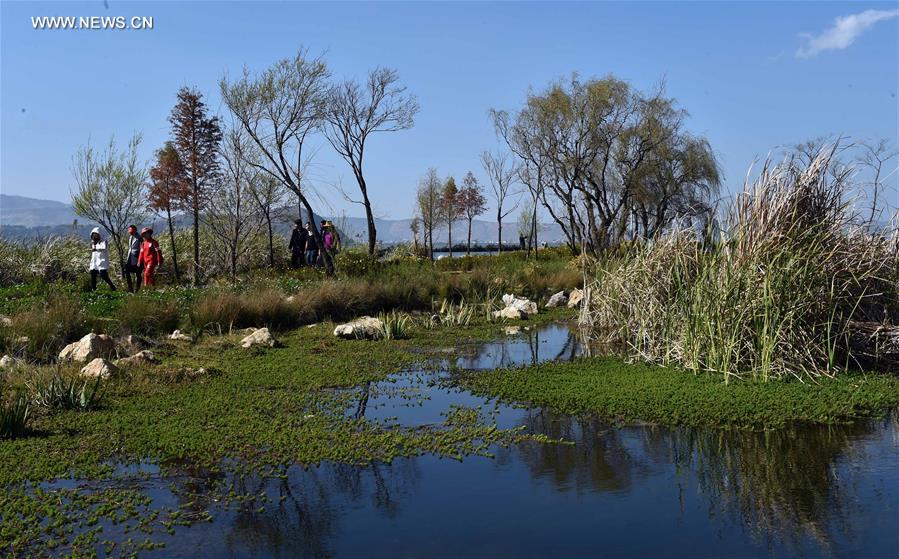 Scenery of wetland park at Dianchi Lake scenic area in China's Kunming