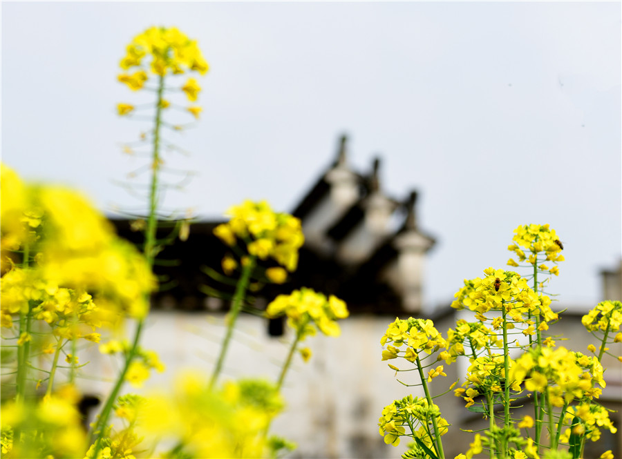 Spring returns to land as temperature rises