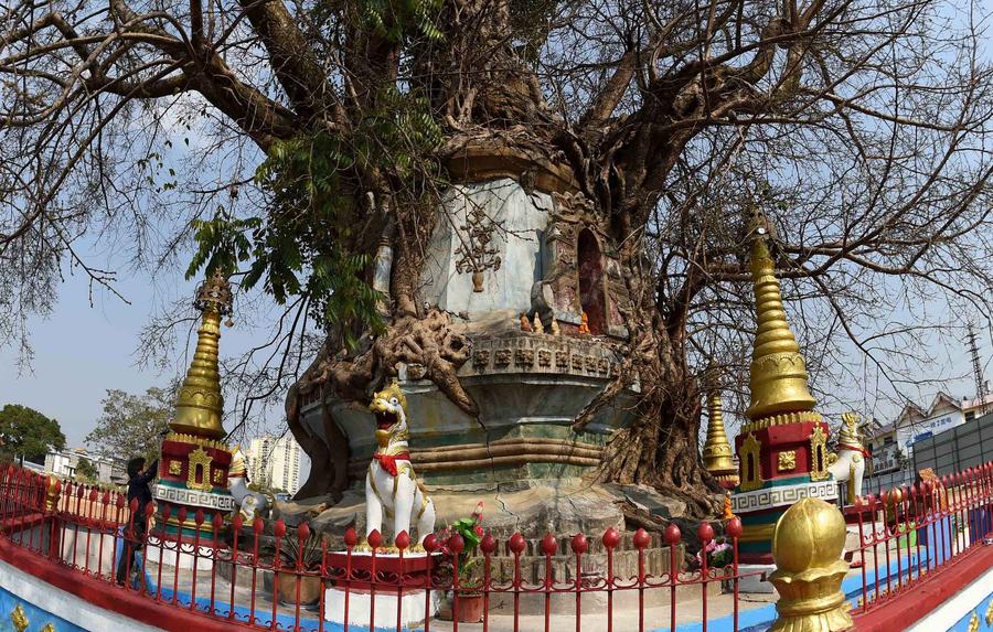 Pagoda entwined with banyan tree in Yunnan