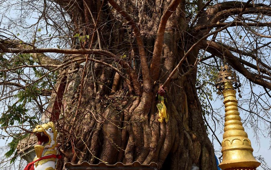 Pagoda entwined with banyan tree in Yunnan