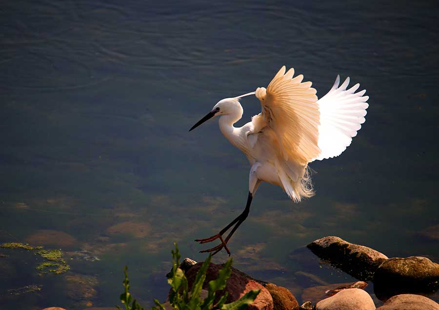 Upstream Xinanjiang River a haven for bird species