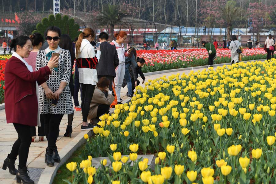 Massive rose-shaped tulip garden graces Changsha