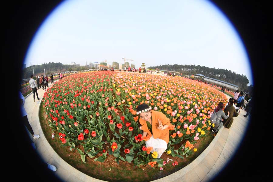 Massive rose-shaped tulip garden graces Changsha