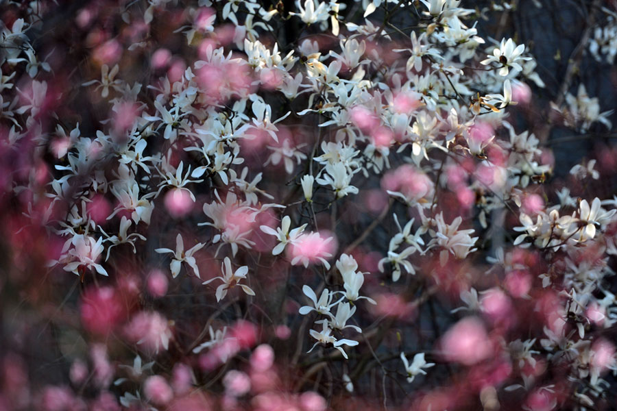 Spring flowers decorate Slender West Lake