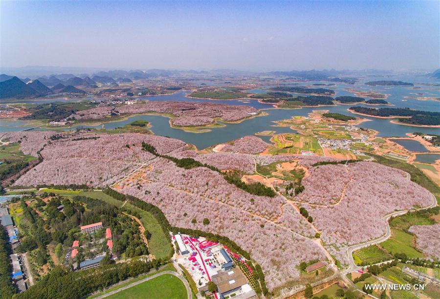 Cherry trees in full blossom attract numerous tourists in Guizhou