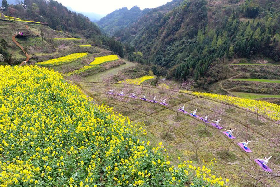 Yoga fans practise yoga on farmland of flowers in Zhangjiajie