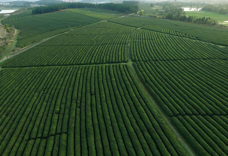 Aerial view of tea garden in Fenghuanggou scenic spot