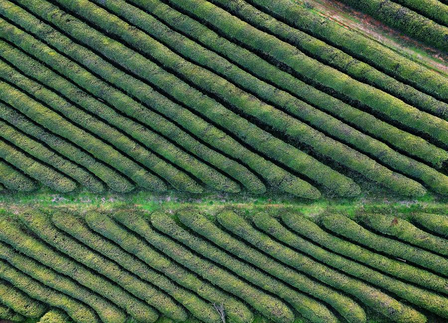 Aerial view of tea garden in Fenghuanggou scenic spot