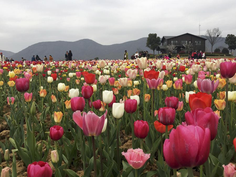 Tourists view tulip flowers in full blossom in Anhui province