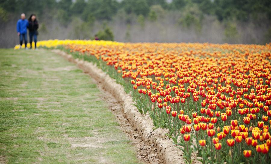 Tourists view tulip flowers in full blossom in Anhui province