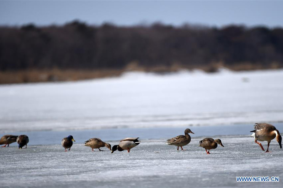 Migratory birds rest on Xingkai Lake on way back to north