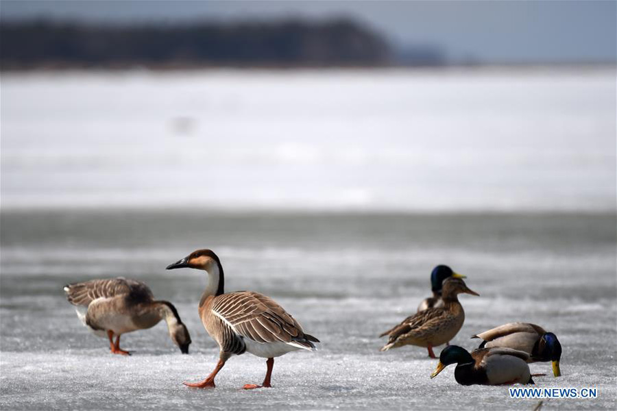 Migratory birds rest on Xingkai Lake on way back to north